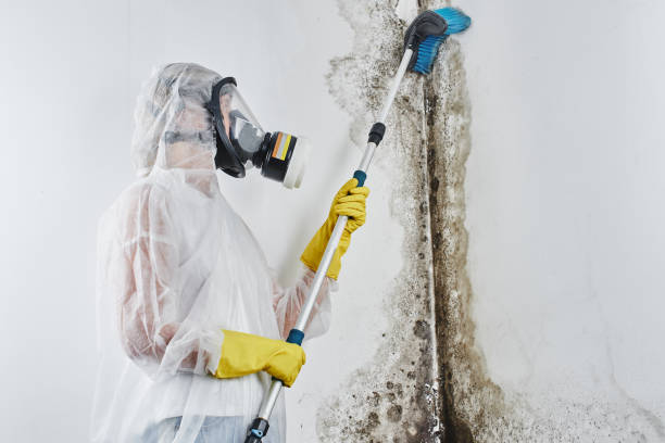 Best Commercial Mold Removal  in Tornado, WV