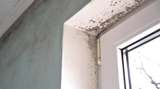 Best Residential Mold Removal  in Tornado, WV