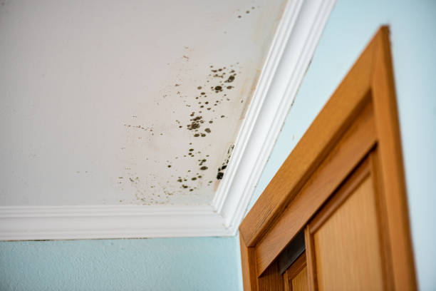 Best Local Mold Removal Service  in Tornado, WV