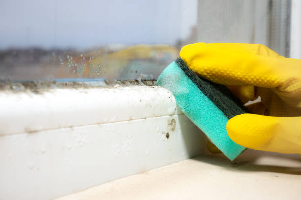 Attic Mold Removal in Tornado, WV