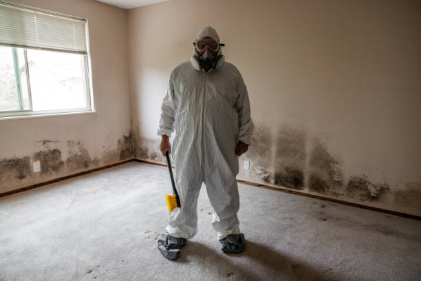 Best Certified Mold Removal  in Tornado, WV